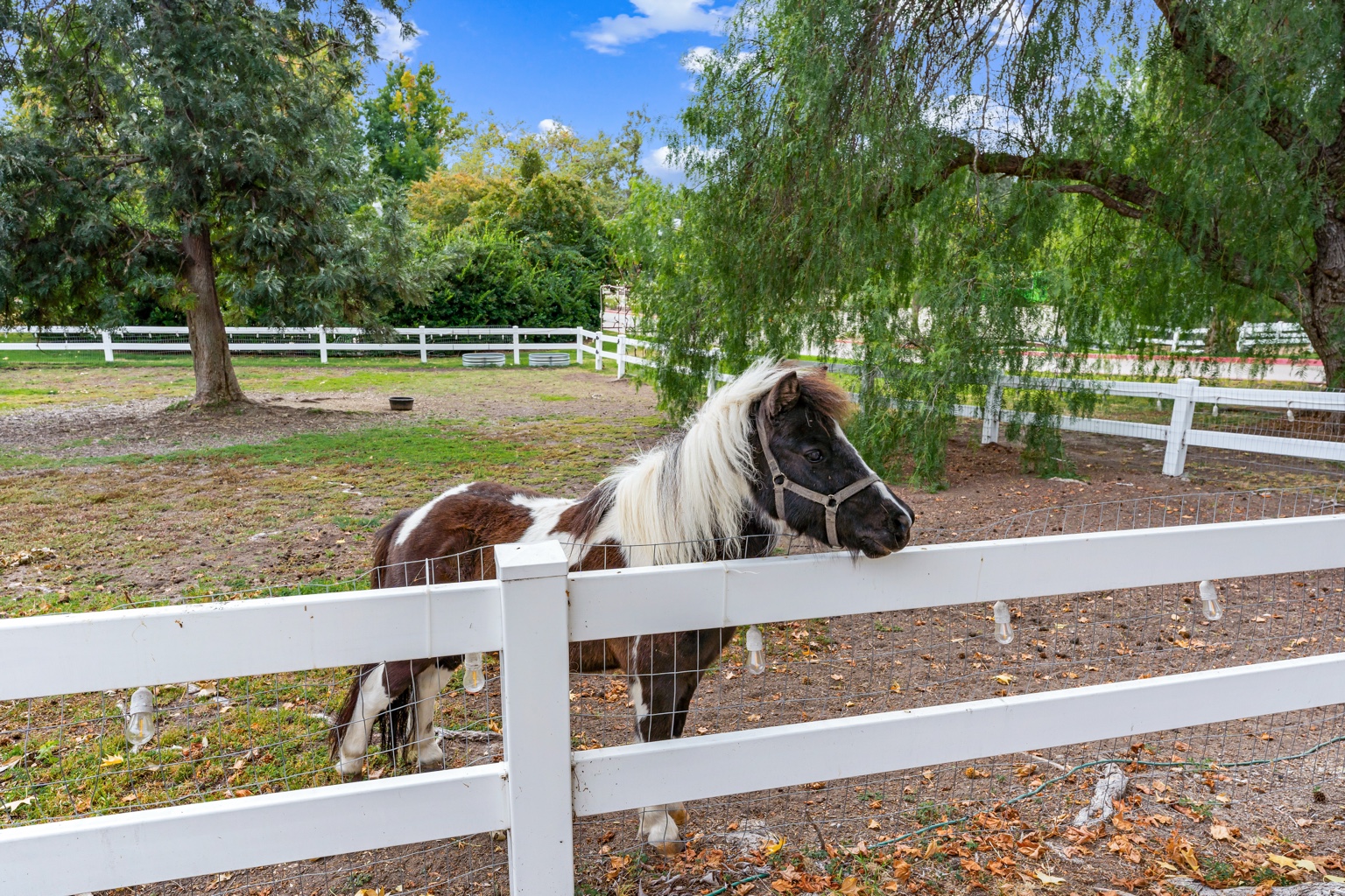 Pony beside a white ranch fence in San Juan Capistrano